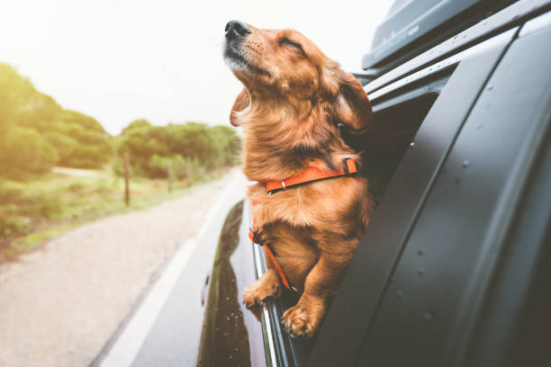dog looking out the window of a car